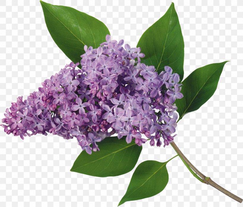 Lilac Flower Picture Frames, PNG, 1280x1091px, Lilac, Color, Display Resolution, Drawing, Flower Download Free