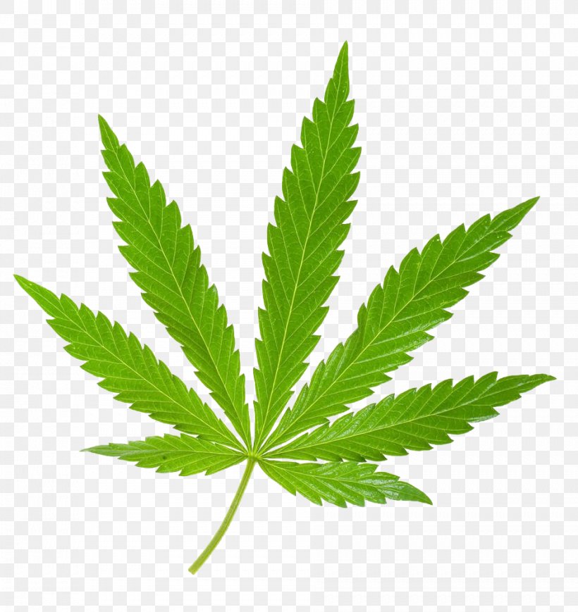 Medical Cannabis Leaf Cannabis Sativa Stock Photography, PNG, 943x1000px, Cannabis, Cannabis Sativa, Cannabis Smoking, Grass, Hemp Download Free