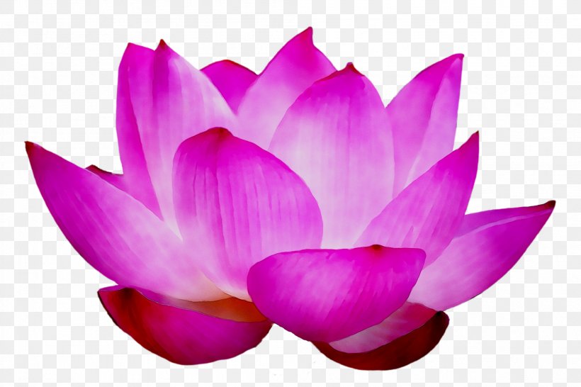 Sacred Lotus Purple, PNG, 2003x1334px, Sacred Lotus, Aquatic Plant, Botany, Crocus, Cyclamen Download Free