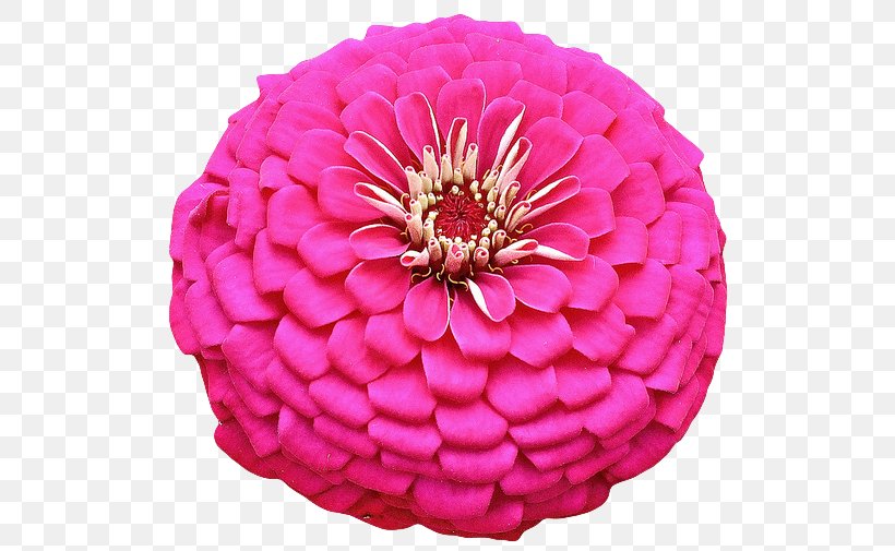 Zinnia Pink Flowers Petal, PNG, 536x505px, Zinnia, Color, Cut Flowers, Dahlia, Floral Design Download Free