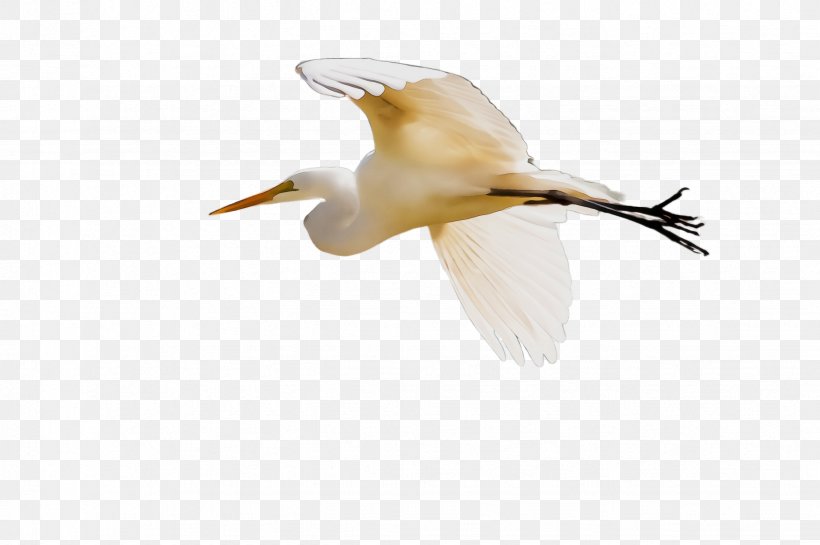 Bird Egret Great Egret Gannet Heron, PNG, 2452x1632px, Watercolor, Beak, Bird, Cattle Egret, Egret Download Free