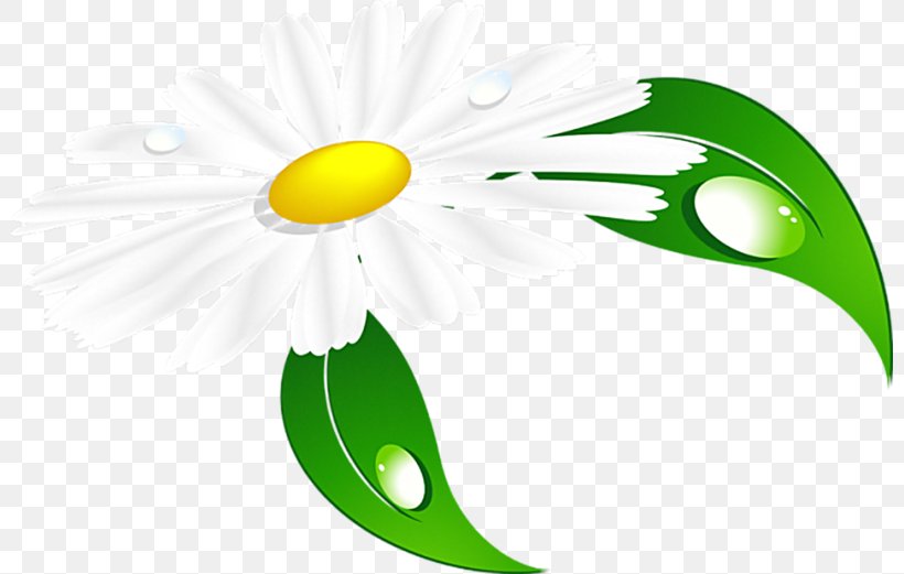 Matricaria Drawing Vignette Clip Art, PNG, 800x521px, Matricaria, Child, Drawing, Flower, Green Download Free