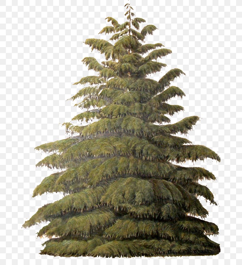 Tree Conifers Evergreen Sugar Pine Plant, PNG, 675x900px, Tree, Acer Ginnala, Acer Tataricum, Biome, Christmas Tree Download Free