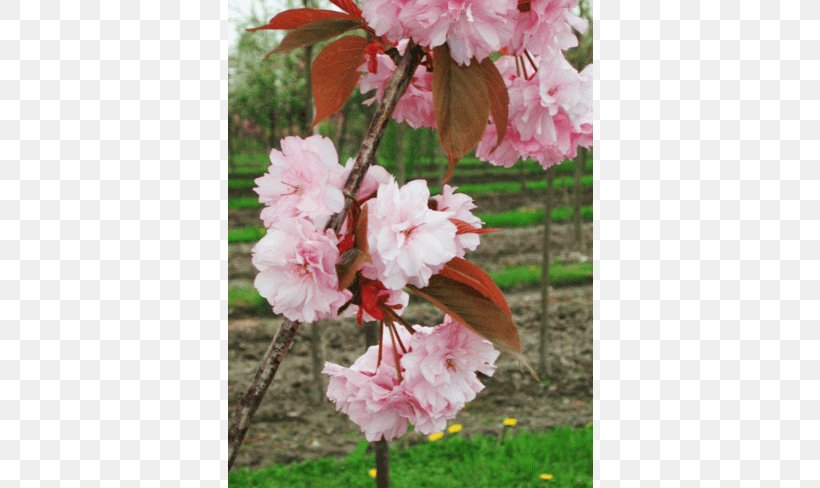 Tree Japanese Snowbell Nursery Shrub Cherry Blossom, PNG, 650x488px, Tree, Apples, Blossom, Branch, Cherry Blossom Download Free