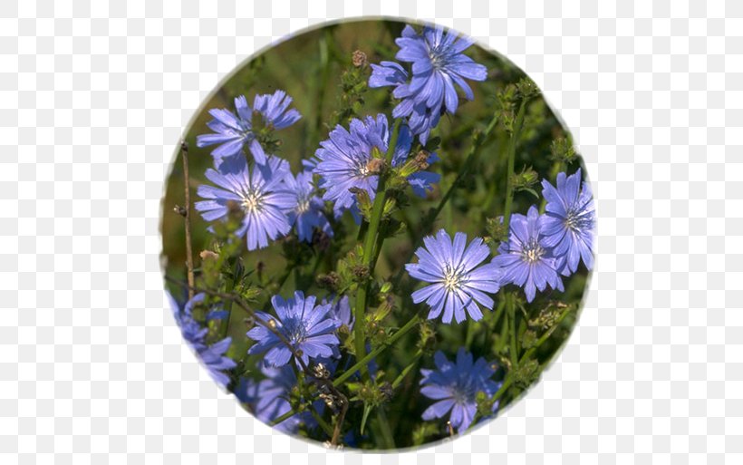 Chicory Flower Medicinal Plants Chicorée Industrielle, PNG, 650x513px, Chicory, Aster, Blue, Daisy Family, Edible Flower Download Free