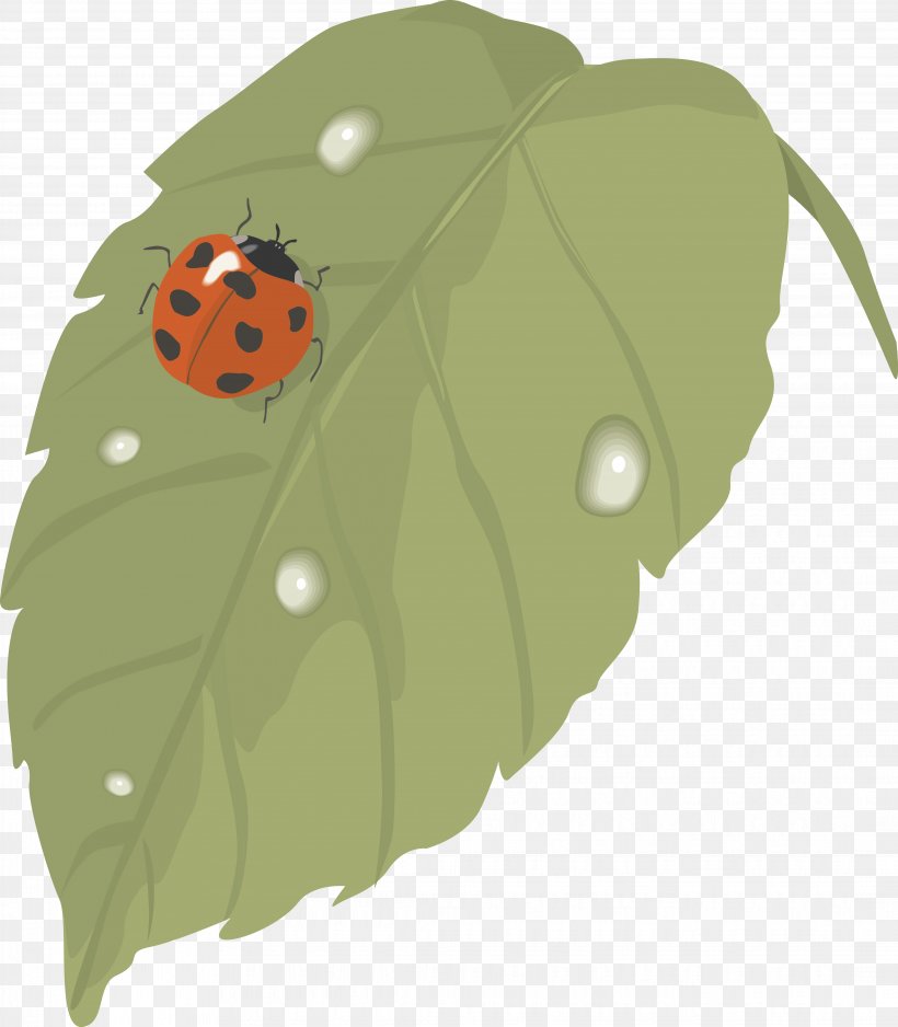 Ladybird Beetle Bokförlag Leaf Publishing Clip Art, PNG, 4271x4886px, Ladybird Beetle, Beetle, Book, Cellulose, Green Download Free