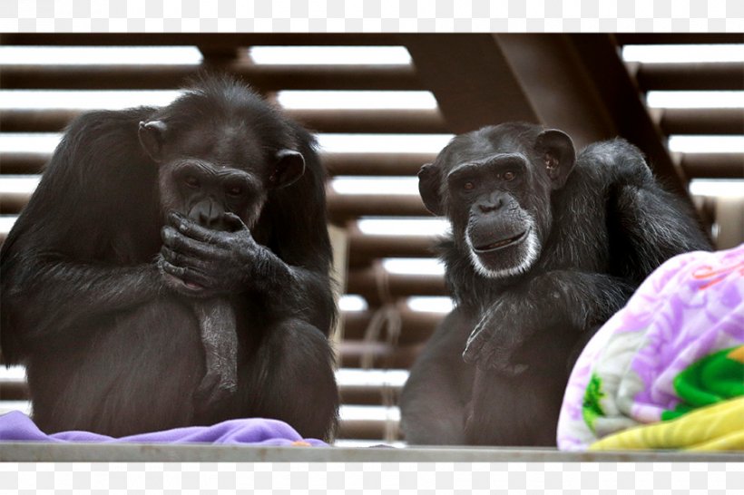 Common Chimpanzee Gorilla Ape Homo Sapiens Technology, PNG, 900x600px, Common Chimpanzee, Animal, Ape, Article, Chimpanzee Download Free