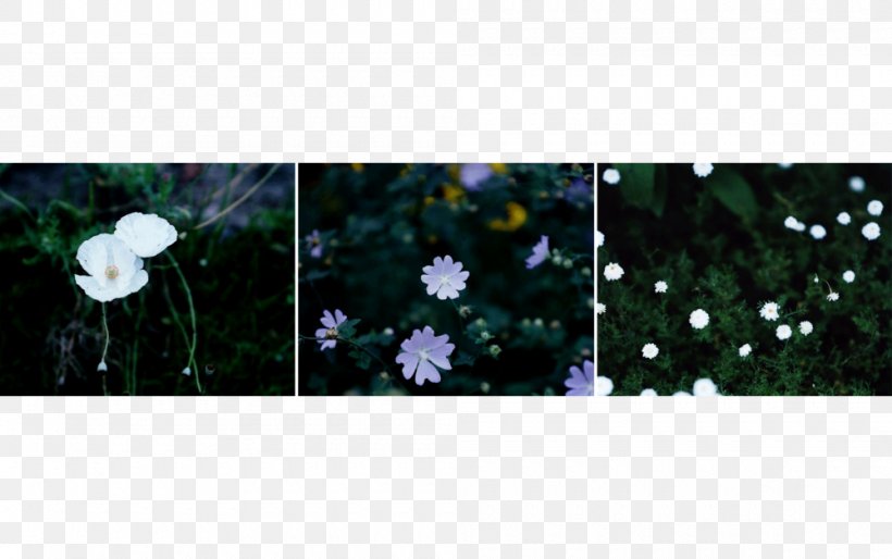 Flowering Plant, PNG, 1000x628px, Flowering Plant, Blue, Flora, Flower, Petal Download Free