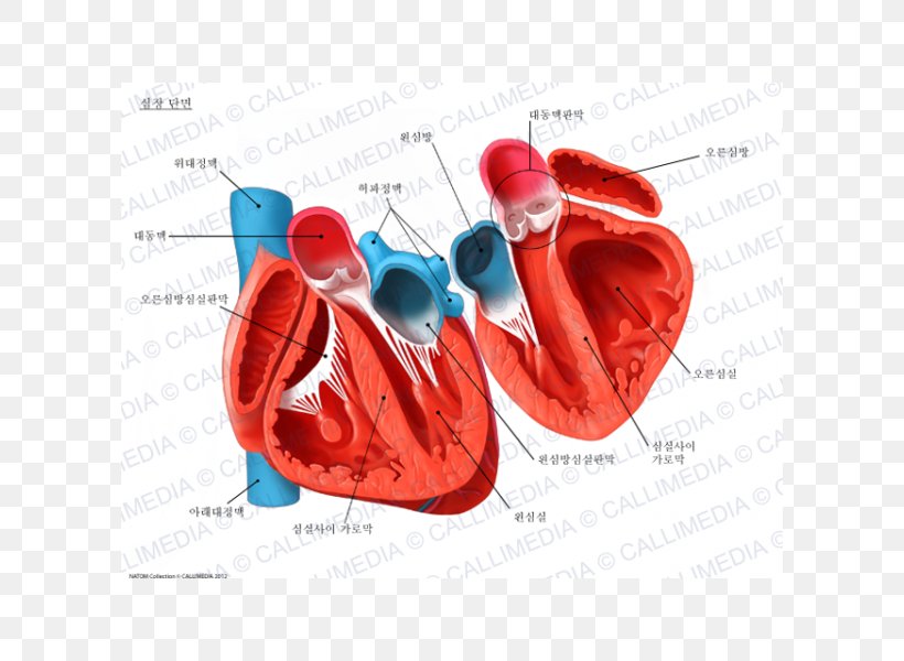 Heart Human Anatomy Circulatory System Cross Section, PNG, 600x600px, Watercolor, Cartoon, Flower, Frame, Heart Download Free