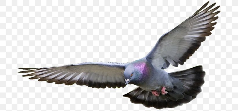 Racing Homer Homing Pigeon Columbidae Bird Fancy Pigeon, PNG, 700x384px, Racing Homer, Animal, Beak, Bird, Breed Download Free