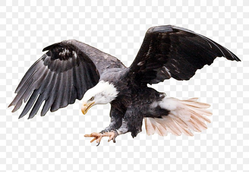 Bird Bird Of Prey Eagle Bald Eagle Accipitridae, PNG, 1665x1151px, Bird, Accipitridae, Bald Eagle, Beak, Bird Of Prey Download Free