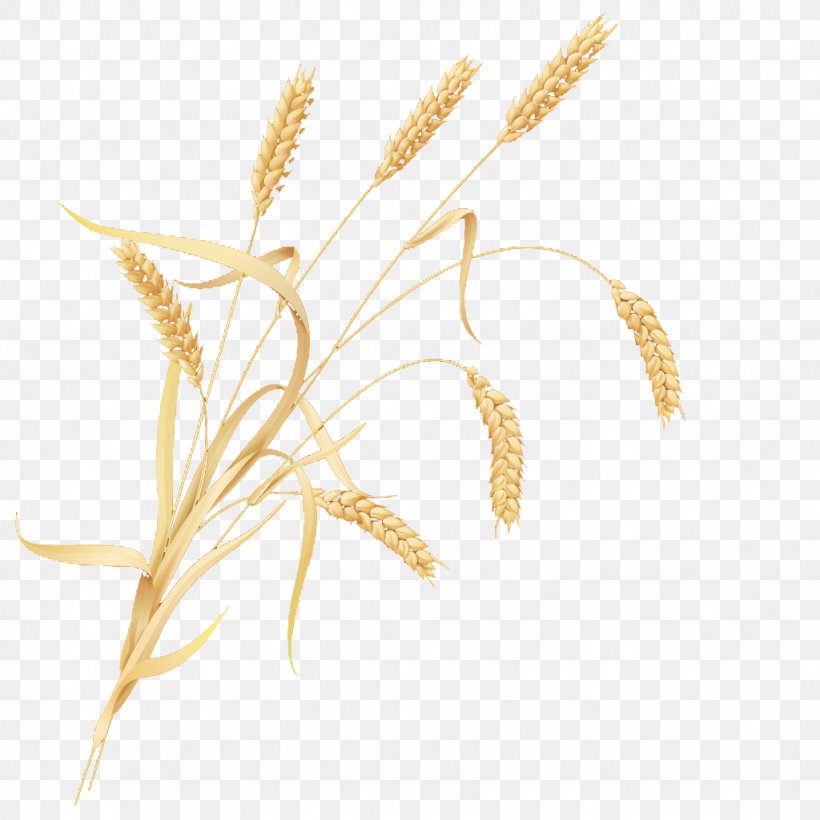 Cereal Germ Wheat, PNG, 1024x1024px, Cereal Germ, Cereal, Commodity, Flowering Plant, Food Download Free