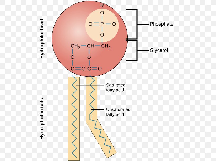 Phospholipid Cell Membrane Lipid Bilayer Biological Membrane, PNG, 544x611px, Phospholipid, Amphiphile, Area, Bilayer, Biochemistry Download Free