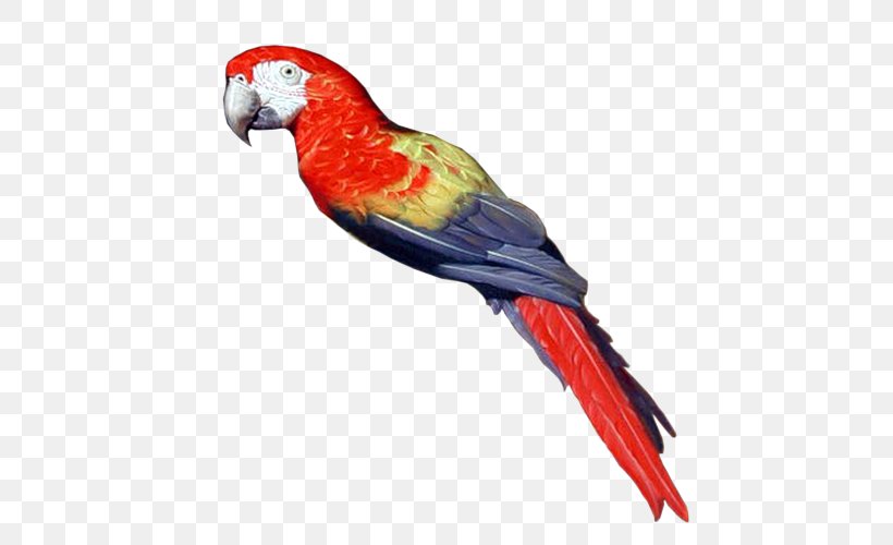 Pirate Parrot Bird Parakeet Clip Art, PNG, 500x500px, Parrot, Animal, Beak, Bird, Blog Download Free