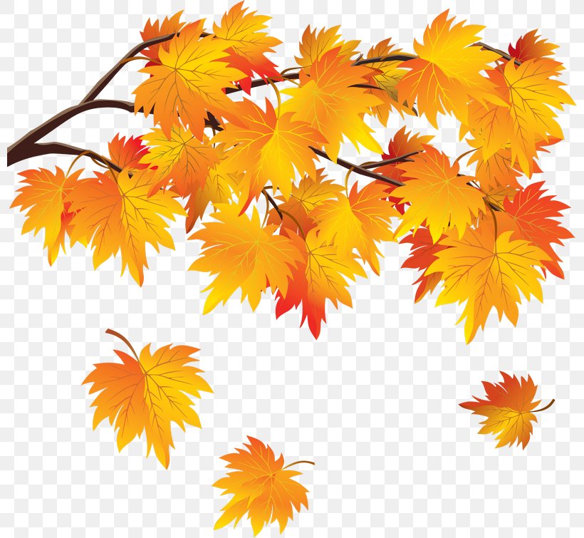 Desktop Wallpaper Autumn Leaf, PNG, 800x755px, Autumn, Autumn Leaf Color, Drawing, Flower, Flowering Plant Download Free