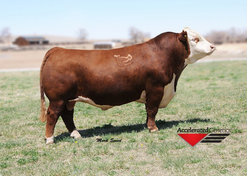 Hereford Cattle Angus Cattle Bazadaise Highland Cattle Beef Cattle, PNG, 1098x784px, Hereford Cattle, Angus Cattle, Bazadaise, Beef Cattle, Bull Download Free