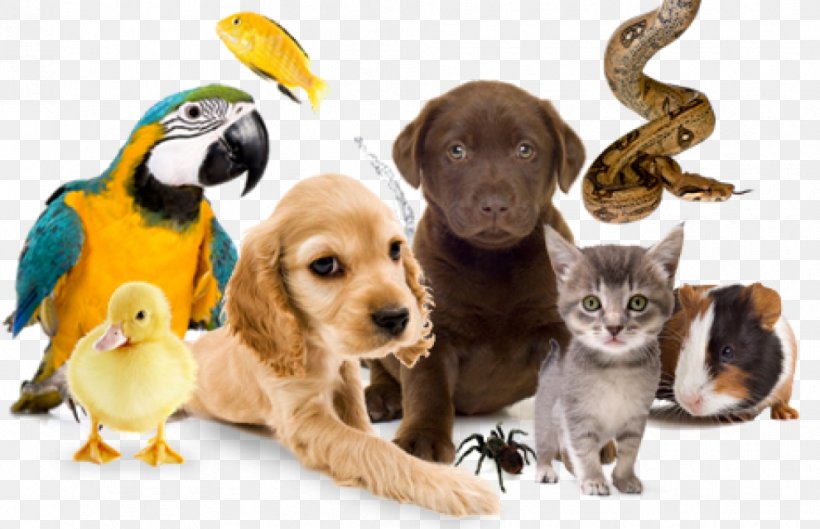 Pet Sitting Dog Pet Shop Cat, PNG, 990x639px, Pet Sitting, Bark, Cage, Carnivoran, Cat Download Free