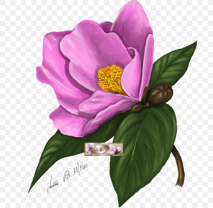Camellia Painting Art Flower, PNG, 800x800px, Camellia, Art, Digital Data, Digital Painting, Flower Download Free
