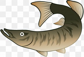 Clip Art Fish Requiem Sharks Fauna PNG