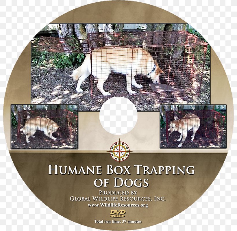 Dog Training Animal DVD .com, PNG, 800x800px, Dog, Animal, Com, Dog Training, Dvd Download Free