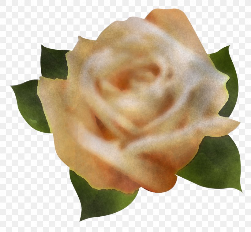 Garden Roses, PNG, 954x880px, Flower, Flowering Plant, Garden Roses, Petal, Pink Download Free