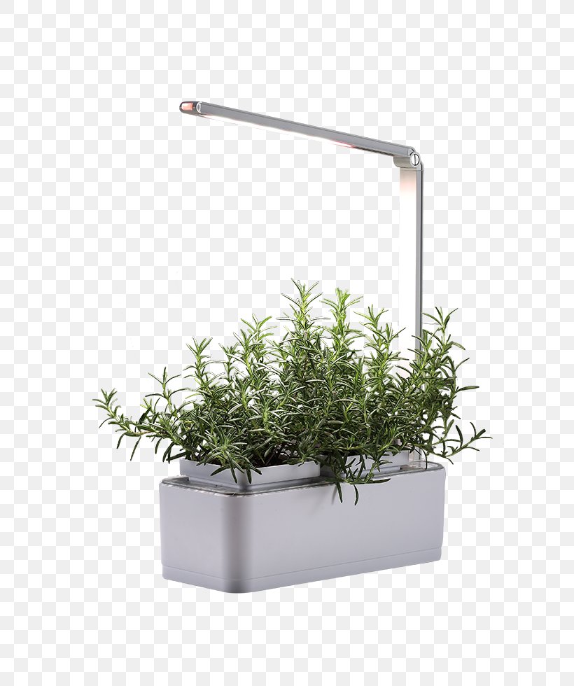 Herb Flowerpot, PNG, 800x980px, Herb, Flowerpot, Grass, Plant Download Free