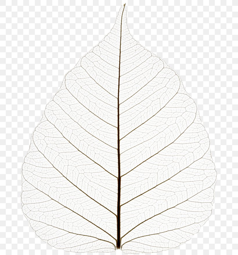 Leaf Tree, PNG, 687x879px, Leaf, Black And White, Plant, Tree Download Free