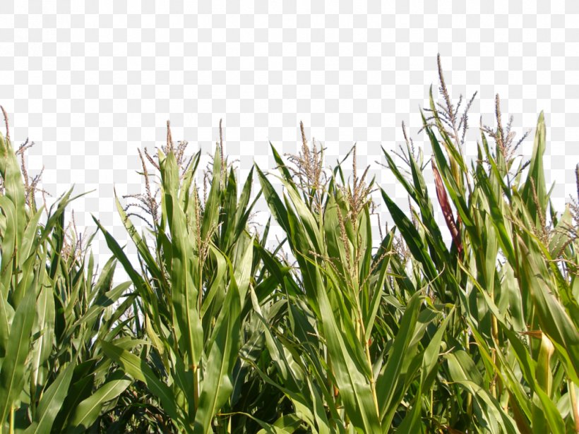 Triticale Maize Crop Plant, PNG, 1032x774px, Triticale, Agriculture, Cereal, Commodity, Corn Gluten Meal Download Free