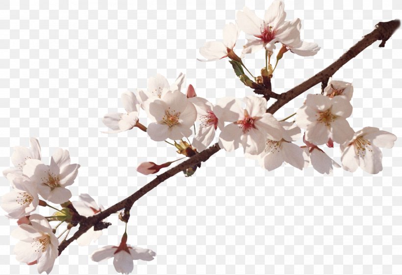 Apples Flower Cherry Blossom Spring, PNG, 2729x1868px, Apples, Blossom, Branch, Cerasus, Cherry Blossom Download Free