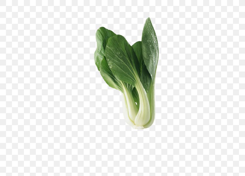 Chinese Cabbage Vegetable Bok Choy Red Cabbage, PNG, 591x591px, Cabbage, Bok Choy, Brassica, Brassica Oleracea, Chard Download Free