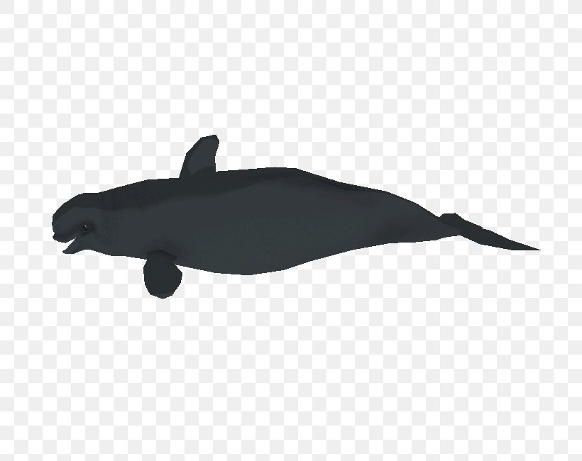 Dolphin Porpoise, PNG, 750x650px, Dolphin, Mammal, Marine Mammal, Porpoise, Seals Download Free