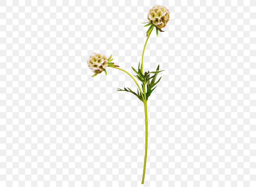 Flowering Plant Plant Stem, PNG, 800x600px, Flower, Flora, Flowering Plant, Plant, Plant Stem Download Free