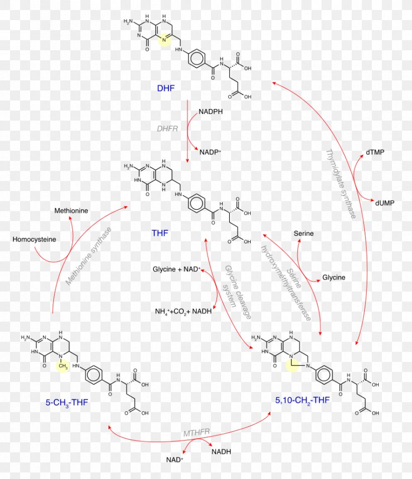 Levomefolic Acid 5,10-Methylenetetrahydrofolate Vitamin Dihydrofolic Acid, PNG, 881x1024px, Levomefolic Acid, Anioi, Area, Diagram, Dihydrofolic Acid Download Free