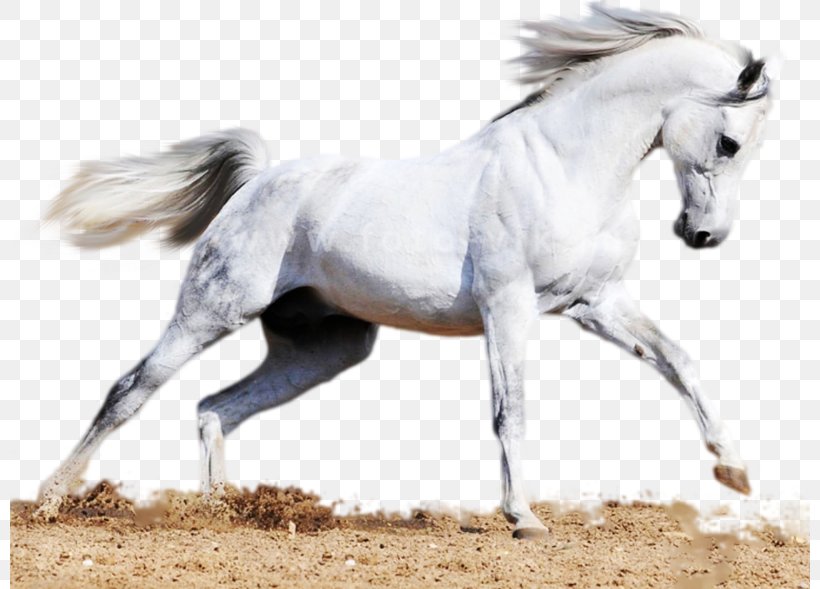 Arabian Horse Akhal-Teke Mare Stallion Mane, PNG, 800x589px, Arabian Horse, Akhalteke, Breed, Bridle, Colt Download Free