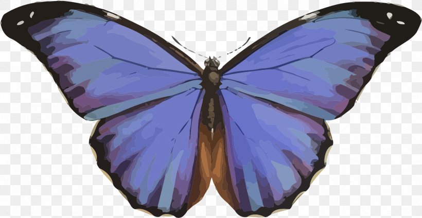 Butterfly Morpho Menelaus Morpho Peleides Morpho Rhetenor Insect, PNG, 1690x874px, Butterfly, Arthropod, Blue Butterfly, Brush Footed Butterfly, Caligo Teucer Download Free