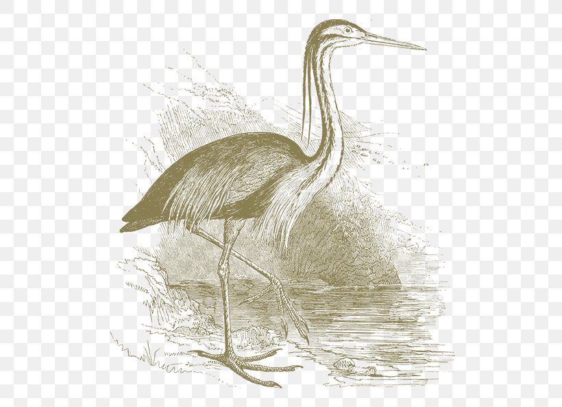 Egret Crane Heron Bird Beak, PNG, 771x593px, Egret, Beak, Bird, Bird Of Prey, Crane Download Free