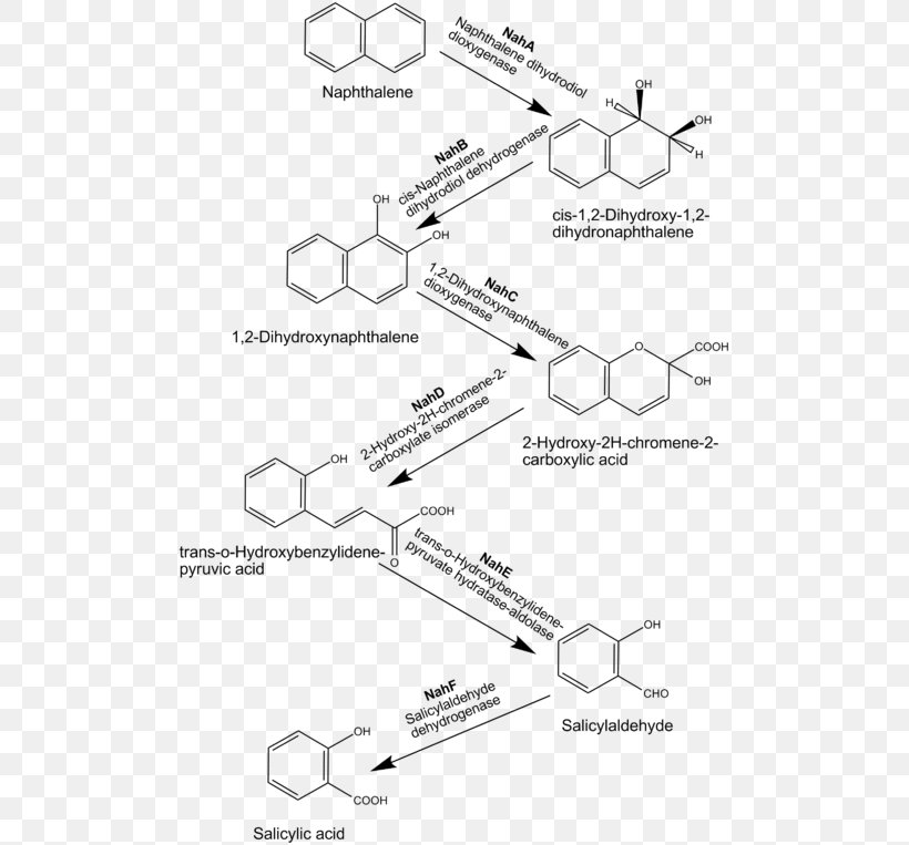 Naphthalene Polycyclic Aromatic Hydrocarbon Biodegradation, PNG, 500x763px, Naphthalene, Aerobic Organism, Area, Aromatic Hydrocarbon, Aromaticity Download Free
