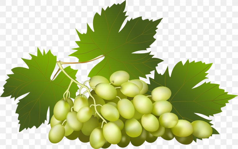Common Grape Vine Wine Juice, PNG, 1500x941px, Common Grape Vine, Auglis, Drink, Food, Fruit Download Free