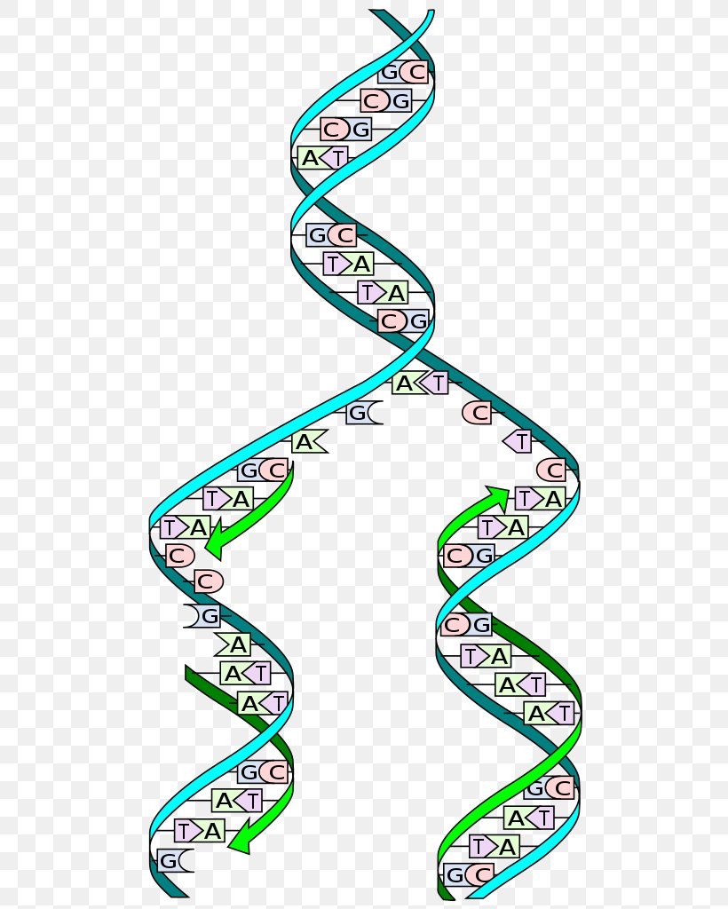DNA Replication Biology Cell Adenine, PNG, 508x1024px, Dna Replication, Adenine, Area, Biological Process, Biology Download Free