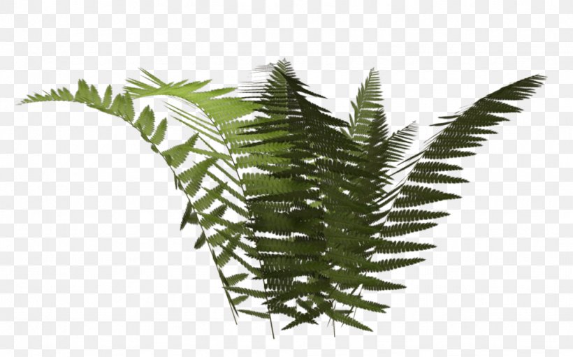 Fern Vascular Plant Nephrolepis Exaltata, PNG, 1024x639px, Fern, Equisetum, Ferns And Horsetails, Grass, Leaf Download Free