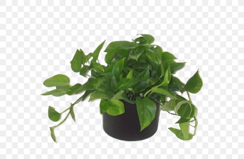 Grow Light The Plant Selector Houseplant, PNG, 576x536px, Light, Basil, Electromagnetic Spectrum, Flowerpot, Fluorescence Download Free