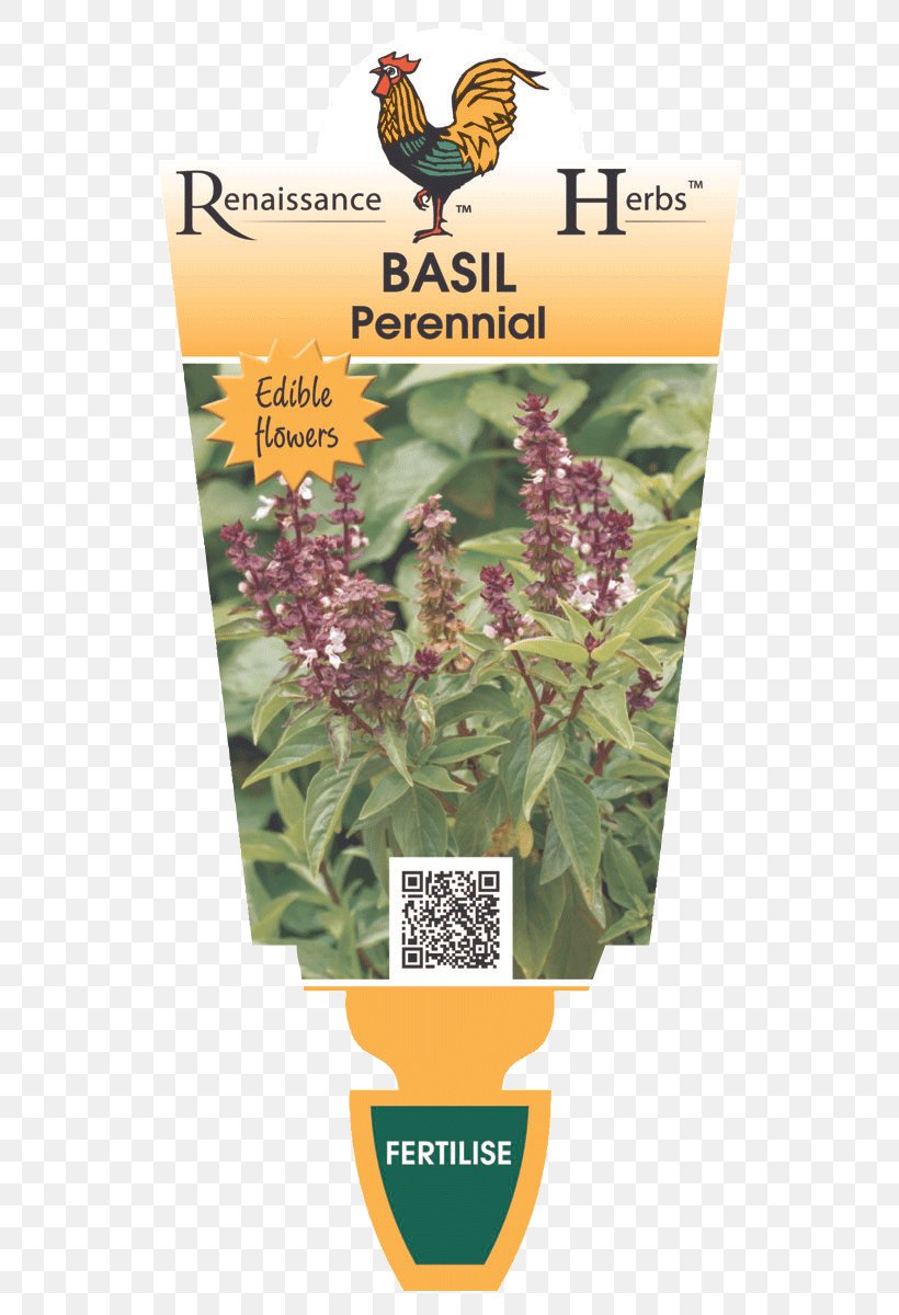 Lavender Herbalism Laser Pollinator, PNG, 580x1200px, Lavender, Flora, Flower, Herb, Herbal Download Free