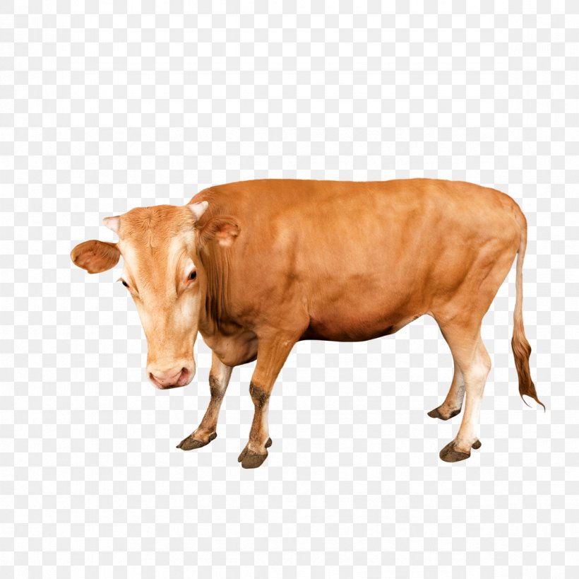 Milk Poster Google Images, PNG, 1181x1181px, Milk, Banner, Bull, Calf, Cattle Like Mammal Download Free