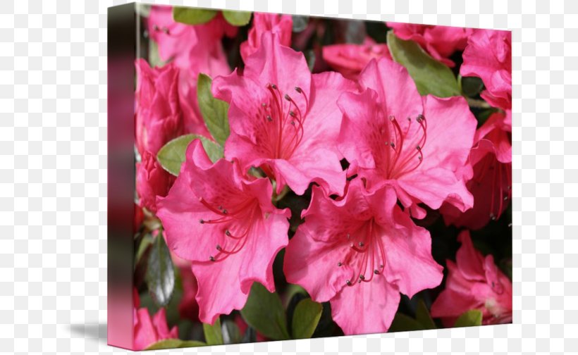 Azalea Four O'clocks Rhododendron Pink M Marvel-of-peru, PNG, 650x504px, Azalea, Ericales, Flower, Flowering Plant, Four O Clock Family Download Free