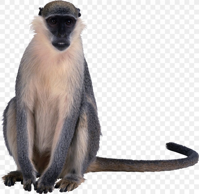 Macaque Primate Old World Monkeys Clip Art, PNG, 1200x1172px, Macaque, Animal, Fauna, Fur, Gray Langur Download Free