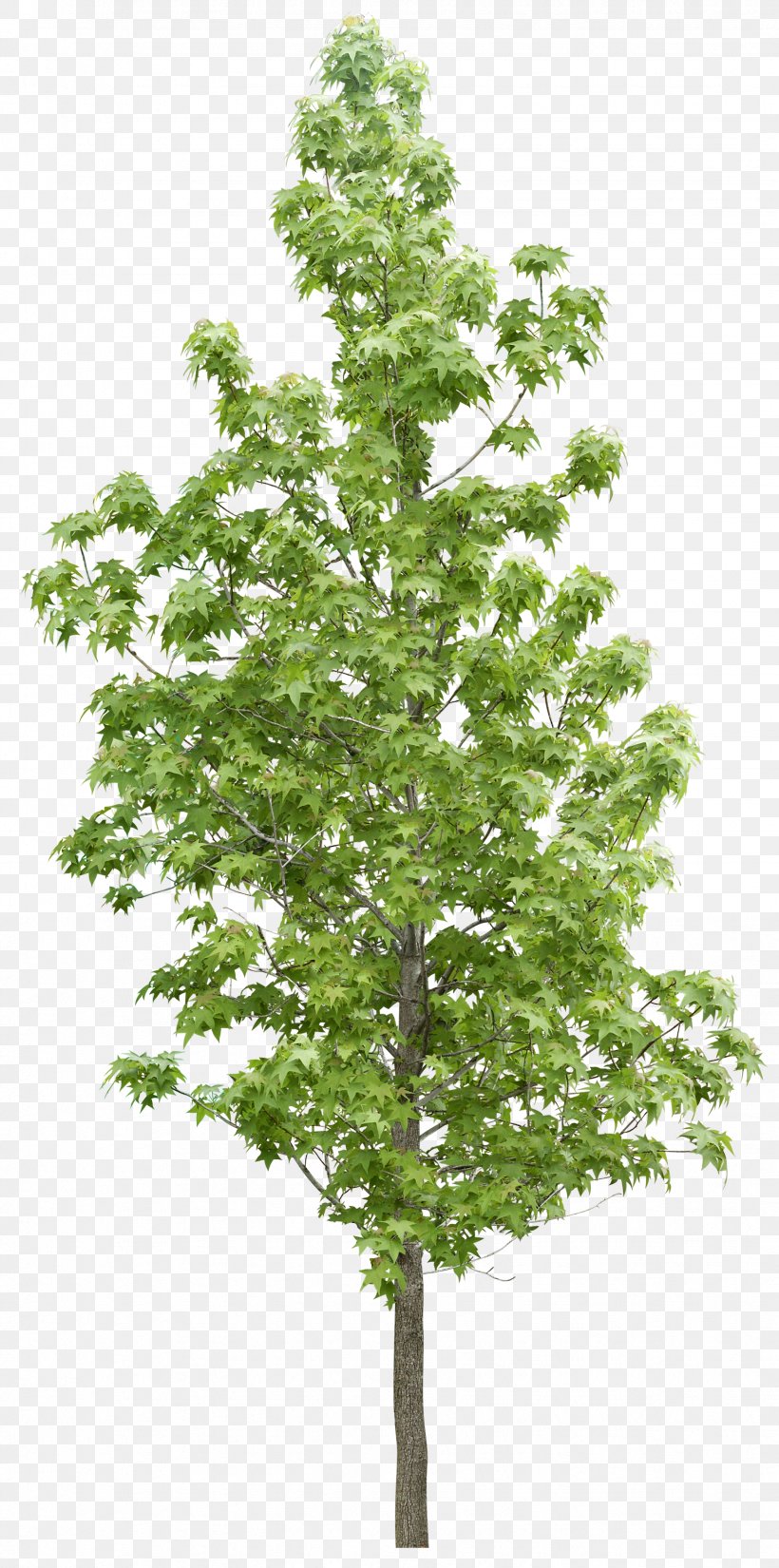 Tree Forest Vegetation, PNG, 1739x3500px, Tree, Arboriculture, Baumkontrolle, Branch, Conifer Download Free