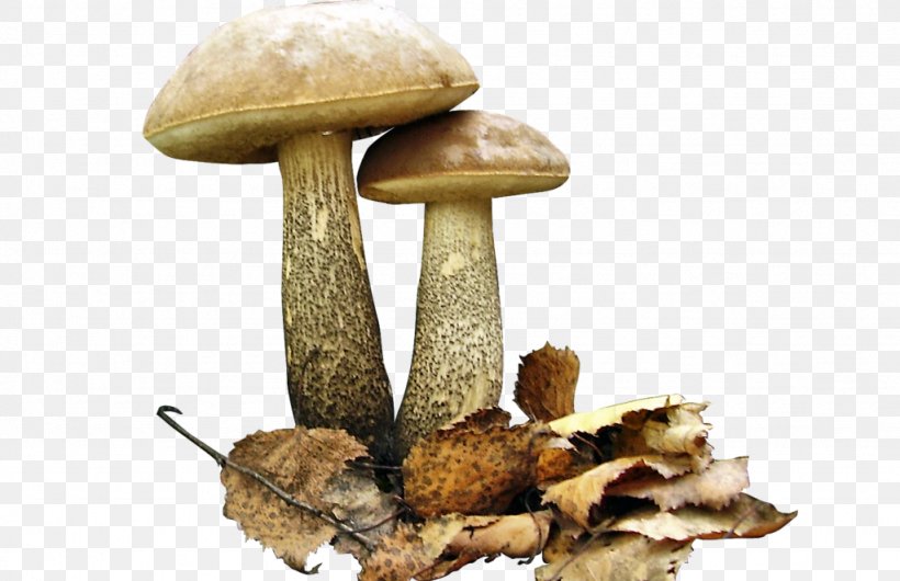 Birch Bolete Brown Cap Boletus Edible Mushroom Fungus, PNG, 1024x663px, Birch Bolete, Aspen Mushroom, Boletaceae, Bolete, Brown Cap Boletus Download Free