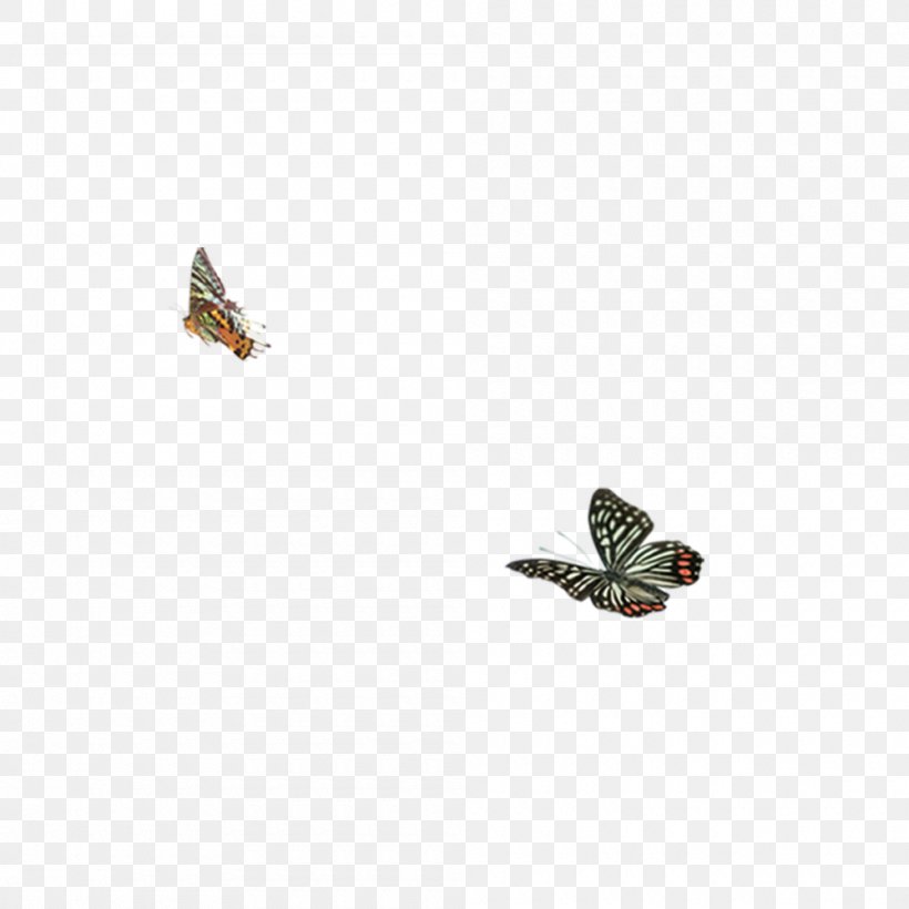 Butterfly Moth Insect Membrane, PNG, 1000x1000px, Butterfly, Arthropod, Insect, Invertebrate, Membrane Download Free