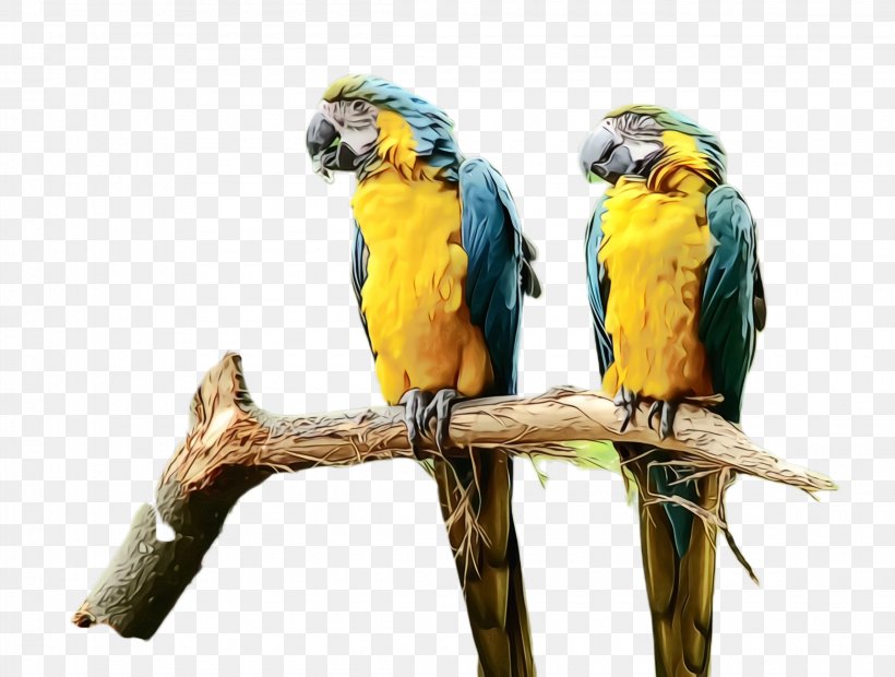 Colorful Background, PNG, 2300x1740px, Parrot, Adaptation, Beak, Bird, Branch Download Free