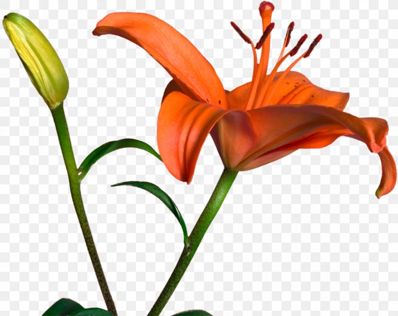 Cut Flowers Bud Plant Stem Daylily Clip Art, PNG, 1200x953px, Cut Flowers, Bud, Daylily, Flora, Flower Download Free